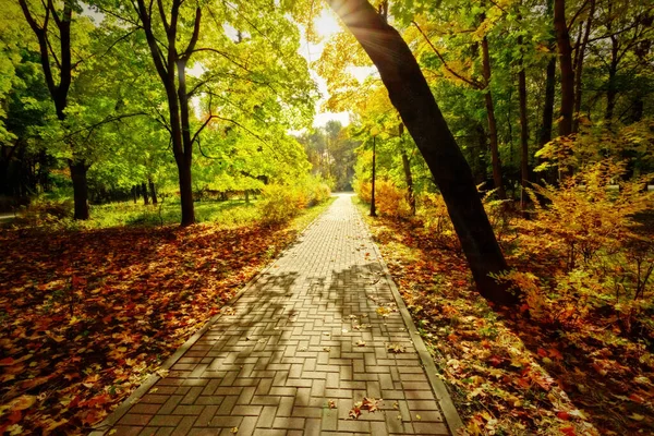 秋の公園の歩道 日光は歩く道を照らす 自然の風景 秋の時間に日陰の路地 秋の路地 — ストック写真