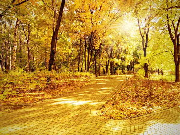 Pasarela Parque Otoño Luz Del Sol Ilumina Sendero Paisaje Natural — Foto de Stock