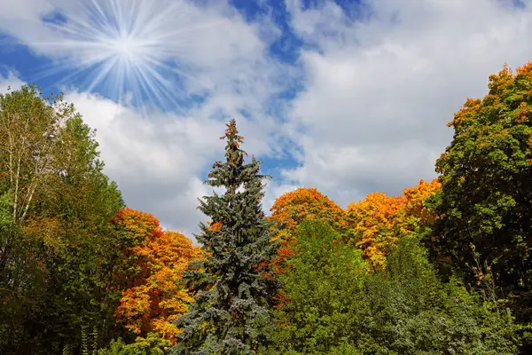 Die Schönen Herbstblätter Hintergrund Schöne Herbstliche Poster Mit Fallenden Blättern — Stockfoto