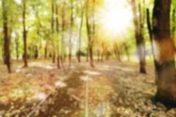 カラフルな秋の背景をぼやけている 太陽の光で自然の黄色の木の背景を強調 — ストック写真