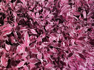 Soyut kırmızı yaprak dokusu arka planı. Üst manzara, yeşillik kartı. Doğa konsepti.