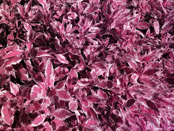 Soyut kırmızı yaprak dokusu arka planı. Üst manzara, yeşillik kartı. Doğa konsepti.