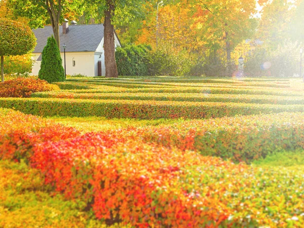 Fondo Otoño Borroso Colorido Banner Belleza Otoñal Con Hojas Que — Foto de Stock