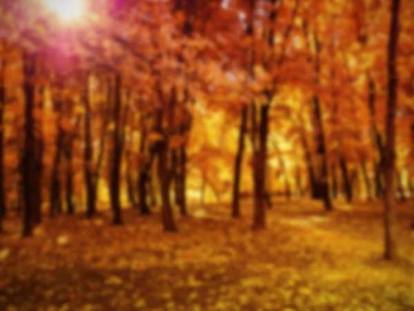Die Schönen Herbstblätter Hintergrund Schöne Herbstliche Fahne Mit Fallenden Blättern — Stockfoto