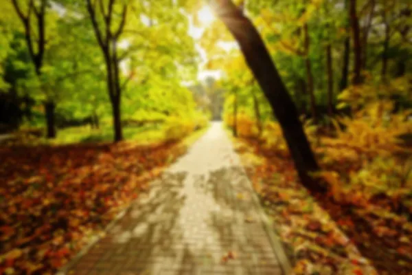 秋の公園の歩道 日光は歩く道を照らす 自然の風景 秋の時間に日陰の路地 秋の路地 — ストック写真