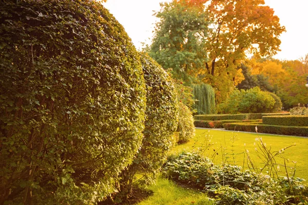 Beau Fond Des Feuilles Automne Bannière Automnale Beauté Avec Feuilles — Photo