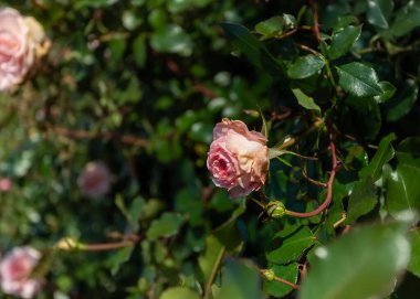 Gül bahçesinde pembe güllerin çiçeği. Yukarıdan bak. Yumuşak odaklanma. Koyu yeşil arkaplan.