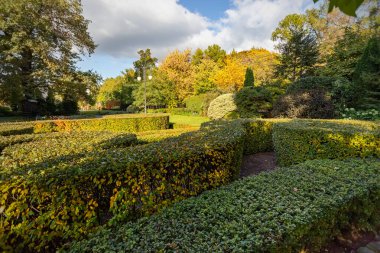 Parktaki yeşil süslemeli ağaçlar. Sonbahar peyzaj tasarımı. Ağaçları ve çalıları süsleme.
