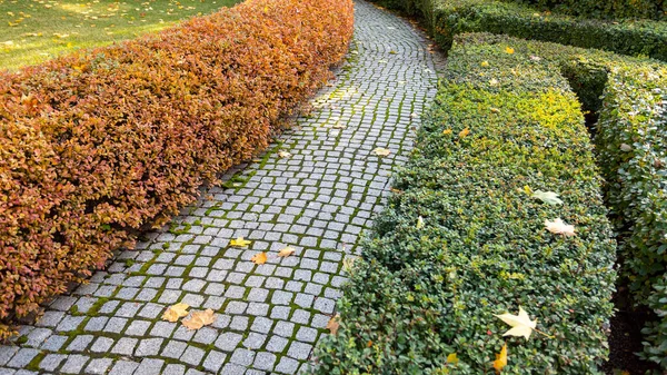 Vieux Sentier Pavé Dans Parc Décoration Des Arbres Des Buissons — Photo