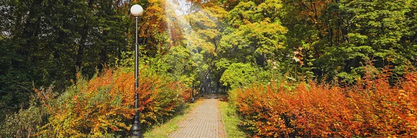 公園内には秋の紅葉に覆われた道があります 太陽の光線は葉を通って彼らの方法を作る 秋の自然風景 — ストック写真