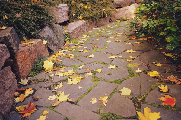 公園の古い石畳の歩道 もみじの黄色の秋の葉は古い石の道に横たわっている — ストック写真