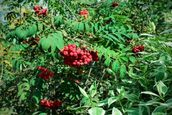 Bagas Vermelhas Suculentas Rowan Bagas Rowan Maduras Ramo Árvore Raio — Fotografia de Stock
