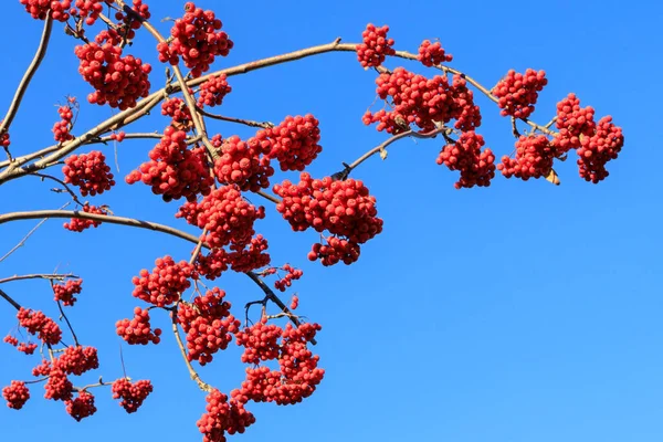 12月的大自然 枝条斑斓的红莓 蓝蓝的蓝天 — 图库照片