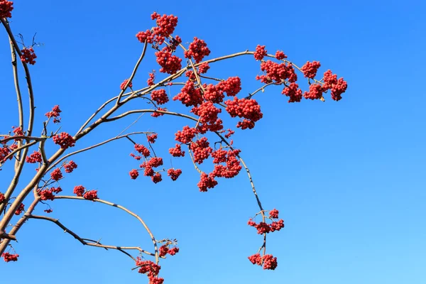 自然12月 鮮やかな赤い果実と青い澄んだ空のローワンの枝 — ストック写真