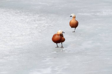 Donmuş bir göletin ortasında iki turuncu ördek duruyor. Kış konsepti Dondurucu havada savunmasız bir kuş..