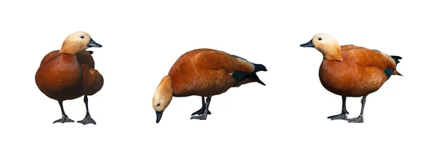 Orange Ente Isoliert Auf Weißem Hintergrund Set Von Bildern Von — Stockfoto