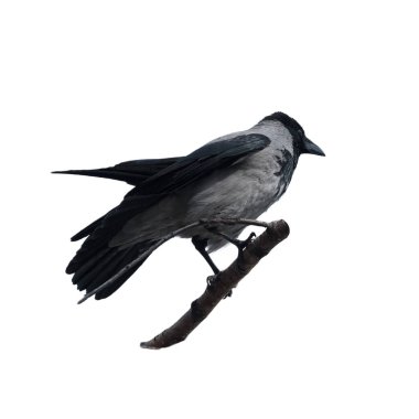 Hooded crow on white background also called hoodie or gray crow is a Eurasian bird species in the genus Corvus.