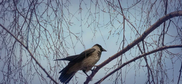 Hooded Crow Also Called Hoodie Gray Crow Eurasian Bird Species — Stockfoto