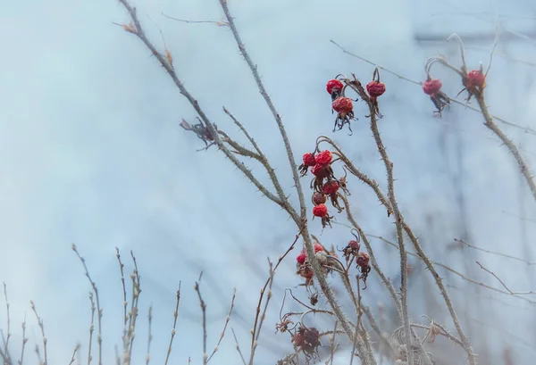 Trockene Winterrote Beeren Einem Stacheligen Zweig Pflanzen Der Natur Dornige — Stockfoto