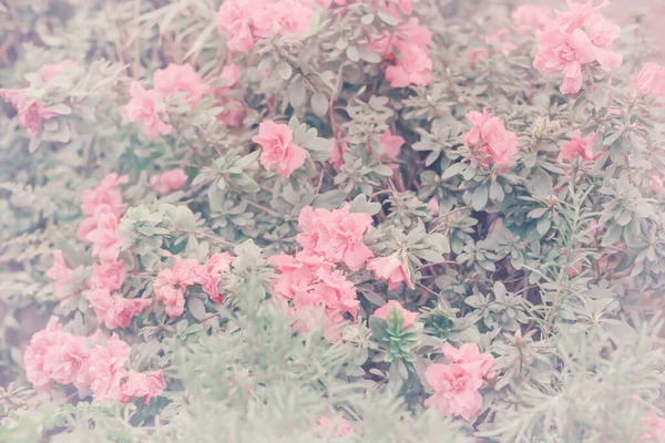 Romantische Rosafarbene Azaleen Oder Rhododendron Blühen Frühlingshintergrund Ideal Für Tapete — Stockfoto