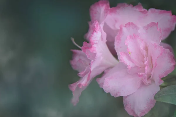 Flores Azálea Rosa Românticas Flor Rododendro Fundo Primavera Ótimo Para — Fotografia de Stock