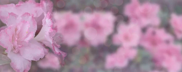 Pembe çiçekli aczalea çalıları, bokeh, seçici odaklanma. Doğa, bahar çiçekleri arka planı