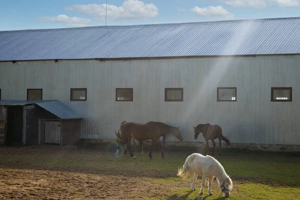 养马场马在春日的光芒下在围场上散步 有选择的重点 — 图库照片