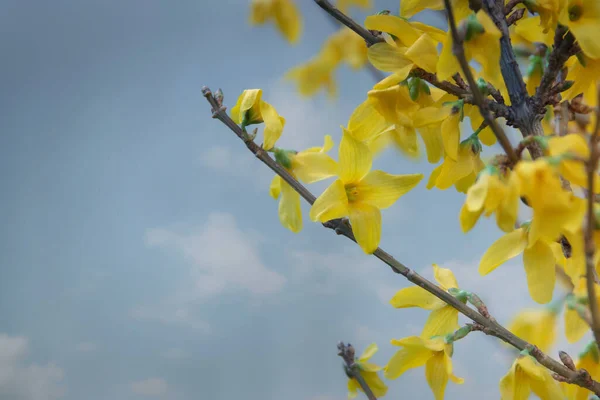 Cloche Forsythia Frontière Fleurissant Dans Brousse Jardin Printemps — Photo