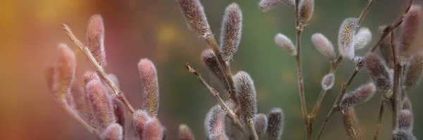 Catkins Branch First Signs Spring Beautiful Fluffy Willow Buds Close — Stock Photo, Image