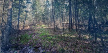 Bataklıktaki sık bahar ormanlarının panoramik manzarası. Atmosferik muhteşem bahar manzarası. Güneş ışınları, gizemli altın ışık. Doğa, fantezi, peri masalı