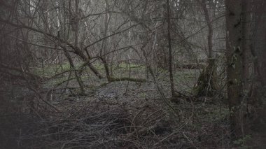Bataklıktaki sık bahar ormanlarının panoramik manzarası. Atmosferik muhteşem bahar manzarası. Güneş ışınları, gizemli altın ışık. Doğa, fantezi, peri masalı
