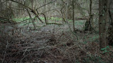 Bataklıktaki sık bahar ormanlarının panoramik manzarası. Atmosferik muhteşem bahar manzarası. Güneş ışınları, gizemli altın ışık. Doğa, fantezi, peri masalı