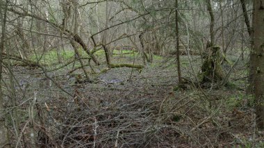 Bataklık ormanı. Bataklık bitkisi. Rusya 'nın manzaraları.