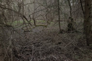 Bataklıktaki sık bahar ormanlarının panoramik manzarası. Atmosferik muhteşem bahar manzarası. Güneş ışınları, gizemli altın ışık. Doğa, fantezi, peri masalı
