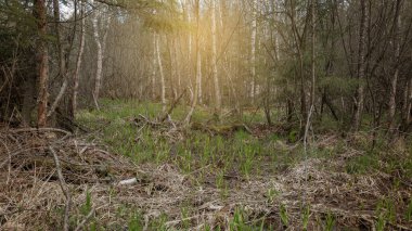 Bataklıktaki sık bahar ormanlarının panoramik manzarası. Atmosferik muhteşem bahar manzarası. Güneş ışınları, gizemli altın ışık. Doğa, fantezi, peri masalı
