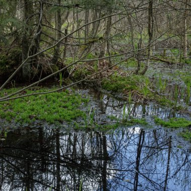 Bataklıktaki sık bahar ormanlarının panoramik manzarası. Atmosferik muhteşem bahar manzarası. Güneş ışınları, gizemli altın ışık. Doğa, fantezi, peri masalı