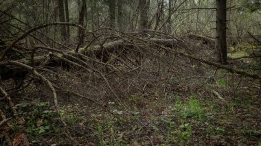Bataklıktaki sık bahar ormanlarının panoramik manzarası. Atmosferik muhteşem bahar manzarası. Güneş ışınları, gizemli altın ışık. Doğa, fantezi, peri masalı