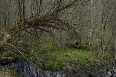 Bataklık ormanı. Bataklık bitkisi. Rusya 'nın manzaraları.