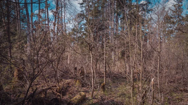 Sumpfohren Sumpfvegetation Landschaften Russlands — Stockfoto