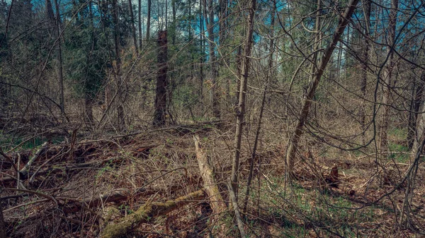 Sumpfohren Sumpfvegetation Landschaften Russlands — Stockfoto