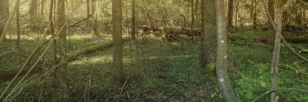 Blick Auf Den Dichten Quellwald Sumpf Stimmungsvolle Märchenhafte Frühlingslandschaft Sonnenstrahlen — Stockfoto