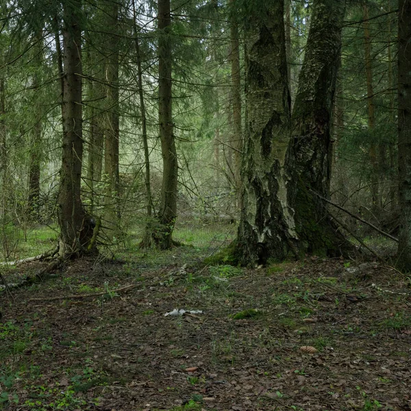 Blick Auf Den Dichten Quellwald Sumpf Stimmungsvolle Märchenhafte Frühlingslandschaft Sonnenstrahlen — Stockfoto
