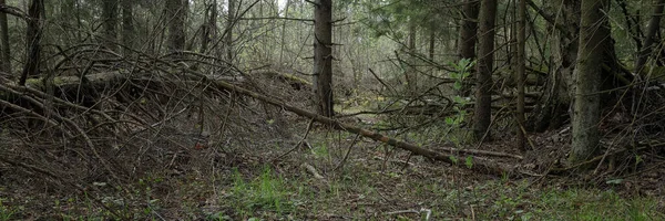 Panoramatický Výhled Hustý Jarní Les Bažině Atmosférické Nádherné Jarní Krajiny — Stock fotografie