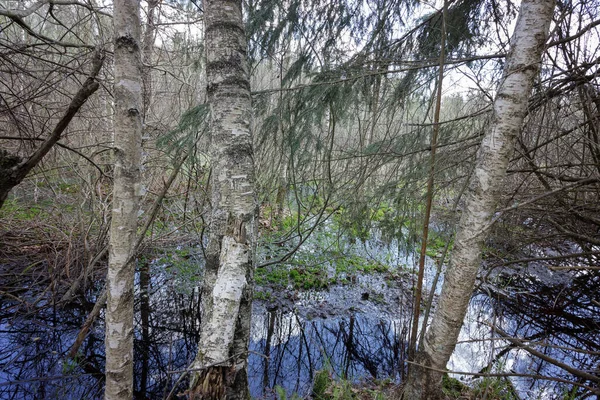 Sumpfohren Sumpfvegetation Landschaften Russlands — Stockfoto