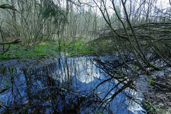 Panorámás Kilátás Nyílik Sűrű Tavaszi Erdő Mocsárban Légköri Mesés Tavaszi — Stock Fotó