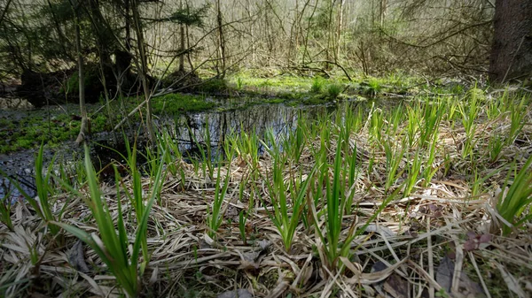 Forêt Marécageuse Végétation Des Marais Paysages Russie — Photo