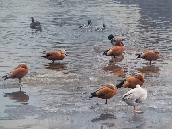 Muchas Aves Acuáticas Diferentes Escena Vida Silvestre Principios Primavera Pájaros — Foto de Stock