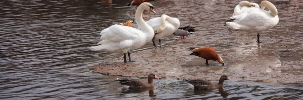 Muchas Aves Acuáticas Diferentes Escena Vida Silvestre Principios Primavera Pájaros — Foto de Stock