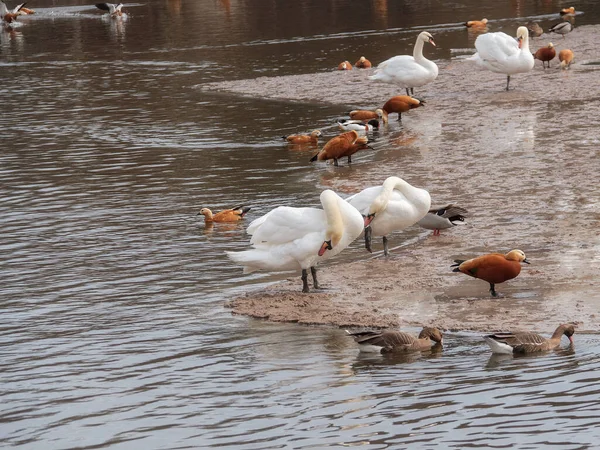 Muchas Aves Acuáticas Diferentes Escena Vida Silvestre Principios Primavera Pájaros — Foto de Stock