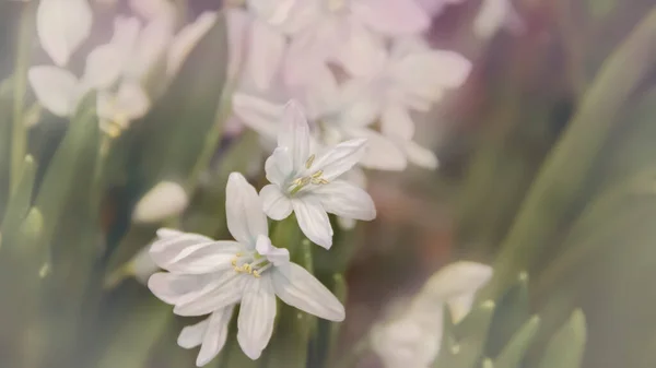 Bahar Bahçesinde Çuha Çiçekleri Küçük Narin Beyaz Çiçekler Arkaplan Için — Stok fotoğraf